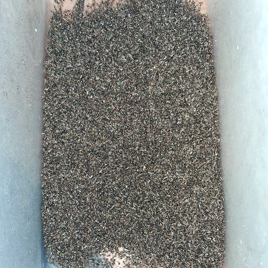 Mosquitoes caught by one Mosquito Magnet