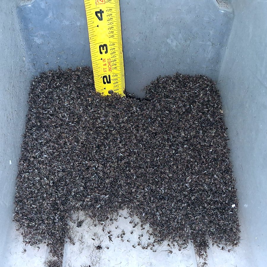 Depth of one Mosquito Magnet catch measured with a tape
