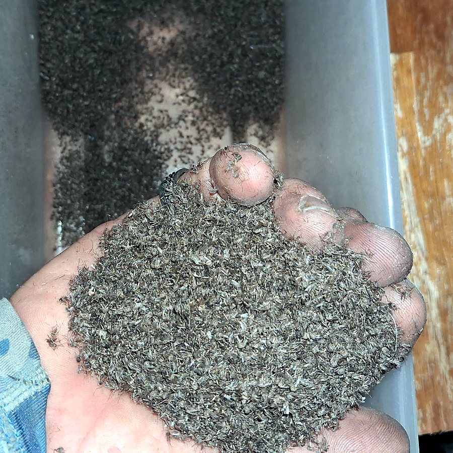 A handful of mosquitoes from one Mosquito Magnet