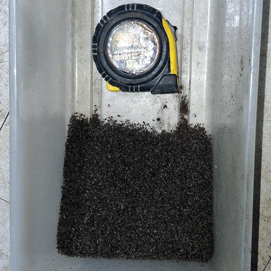One Mosquito Magnet catch next to a tape measure